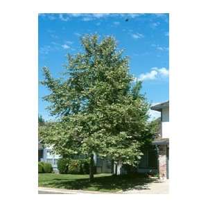  Platanus Racemosa CALIFORNIA SYCAMORE TREE 5 gallon* FREE 