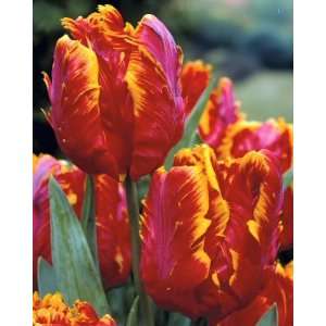  Glasnost Tulip Seed Pack Patio, Lawn & Garden