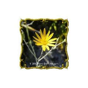    1 Oz   Golden Aster Bulk Wildflower Seeds Patio, Lawn & Garden