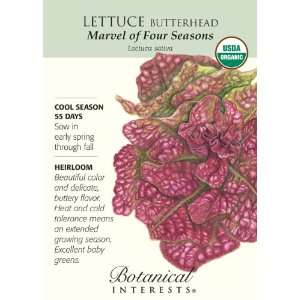  Lettuce Butterhead Marvel Certified Organic Seed Patio 