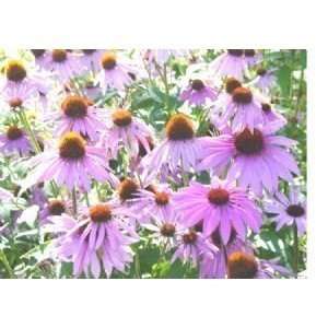   (Echinacea Purpurrea) Perennial   1200 Seeds: Patio, Lawn & Garden