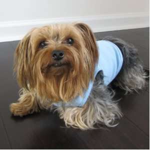  Fresh Blue Dog Shirt Medium: Pet Supplies