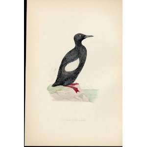  F O Morris Hand Coloured Birds Black Guillemot Antique 
