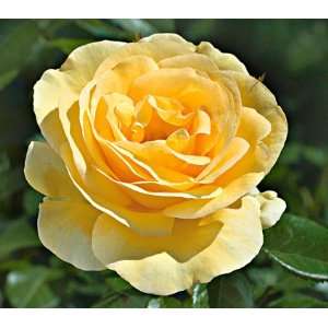  Sunshine Daydream Rose Seeds Packet: Patio, Lawn & Garden