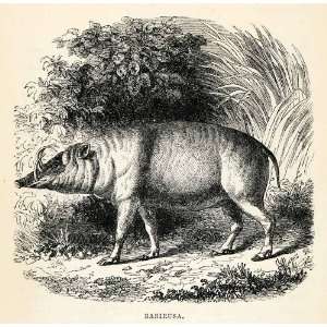  1879 Steel Engraving Babirusa Celebes Sulawesi Indonesia 