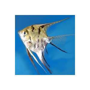  Pterophyllum scalare Gold Marble Angelfish   Medium 