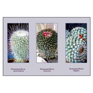  Neomammillaria Geminispina 24X36 Giclee Paper