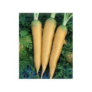  Carrot Solar Yellow Great Heirloom Vegetable 100 Seeds 