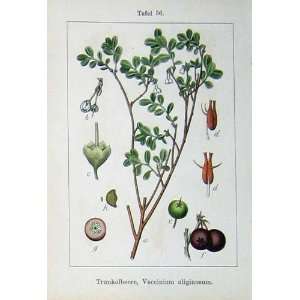   : 1901 Vaccinium Myrtillus Heidelbeere Flowers Sturms: Home & Kitchen