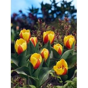  Tulip Stresa   100 per Box: Home & Kitchen