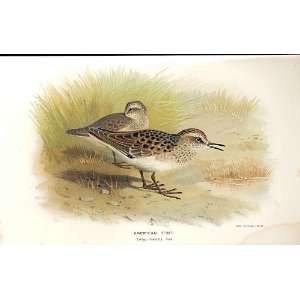  American Stint Lilfords Birds 1885 97 By A Thorburn