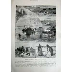   1899 Denmark Jutland Farming Harvest Ship Cattle Dairy