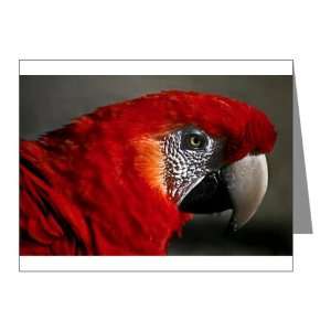  Note Cards (20 Pack) Scarlet Macaw   Bird 