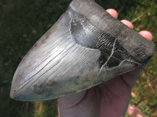   Megalodon Sharks Teeth Fossils with confidence from the Tooth Sleuth