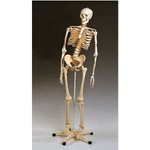 Skeleton Deluxe Classroom Model Flexible Spine  Industrial 