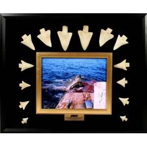  Steven Spielbergs Jaws Fourteen Tooth Display Replica 