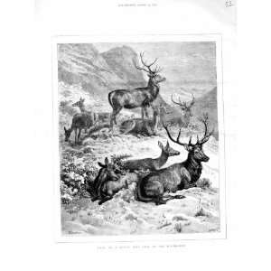  1872 Deer Sunny Hill Side Highlands Scotland Amimals