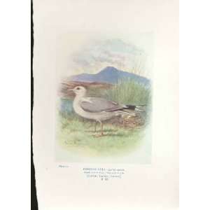  George Rankin C1910 Common Gull Bird Print