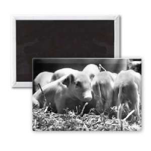  This little pig   3x2 inch Fridge Magnet   large magnetic 