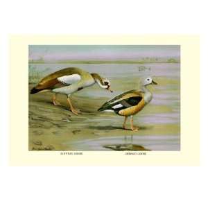   and Orinoco Goose by Louis Agassiz Fuertes, 18x24