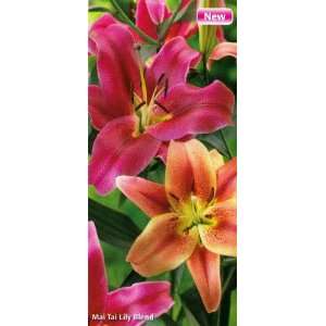  Mai Tai Giant Hybrid Lily Blend Lily 3 Bulbs: Patio, Lawn 