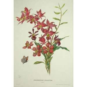 Orchidaceous Coll. Pl. I Etching Turner, Avril , Botanical 
