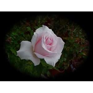  Brides Dream (Rosa Hybrid Tea)   Bare Root Rose: Patio 