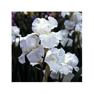   Immortality Bearded Iris   Pure White   Potted Patio, Lawn & Garden