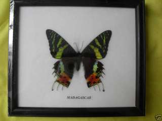 REAL MADAGASCAR SUNSET MOTH FRAMED BUTTERFLY TAXIDERMY  