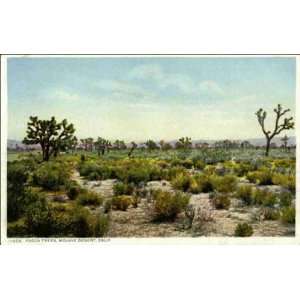  Reprint Mojave Desert CA   Yucca Trees 1900 1909