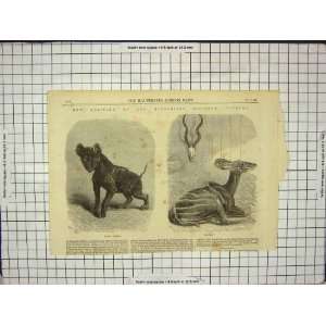   1868 ZOOLOGICAL SOCIETY GARDENS HYAENA KOODOO ANIMALS