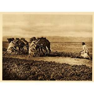  1924 Plowing Camels Plow Tunisia Lehnert & Landrock 