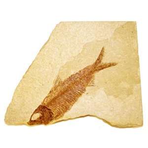  Green River Fm. Fossil Fish   Knightia G267 Kitchen 