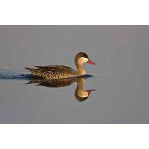 Red billed Teal in Shallow Water   Peel and Stick Wall Decal by 