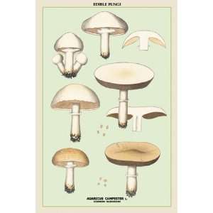  Edible Fungi Common Mushroom   Poster (12x18)