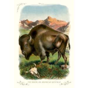  The Bison or American Buffalo 24x36 Giclee