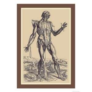 Fifth Plate of the Muscles by Andreas Vesalius 12x18:  