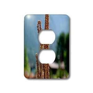   Cabin, Trees and a Mountain in the Rear   Light Switch Covers   2 plug