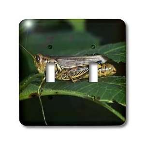 Rebecca Anne Grant Photography Insects   Grasshopper On A Leaf   Light 
