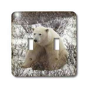  Arctic   Polar Bear, Ursus maritimus, Hudson Bay Churchill Canada 