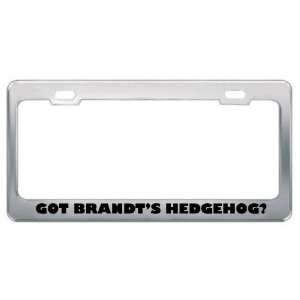 Got BrandtS Hedgehog? Animals Pets Metal License Plate Frame Holder 