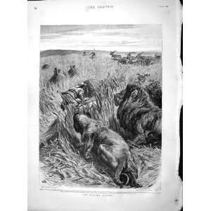   1895 Stalker Stalked Hunting Antelope Lions Old Print