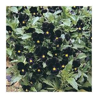   the Blacks Carnation 50 Seed Dianthus Perennial Patio, Lawn & Garden