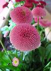 Gourgeous Perennials Lowgrowing Flowers  English Daisy Flower Seeds