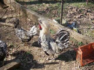 Polish Chicken Hatching Eggs 6+ Silver Laced Standard Bearded Polish 