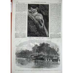   1866 Galago Maholl Zoological Cheltenham Life Boat Art: Home & Kitchen