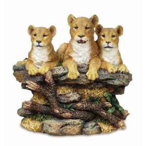   with Three Female Lioness Sitting On A Bed Rock 