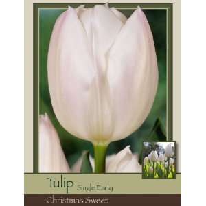   Tulip Single Early Christmas Sweet Pack of 100 Bulbs Patio, Lawn