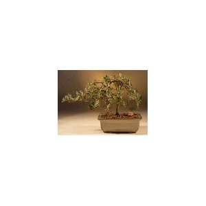 2CHIXGIFTS WEEPING WILLOW BONSAI  Grocery & Gourmet Food