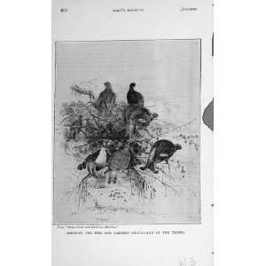    Wild Birds Fowl Blackgame Firs Larches Trees 1894: Home & Kitchen
